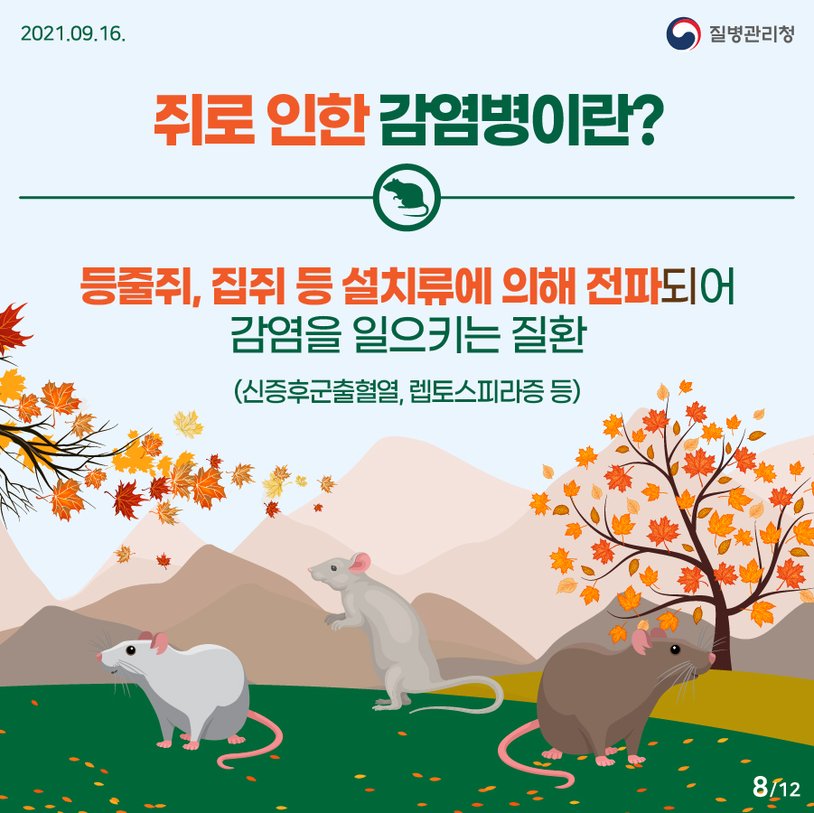 2021년 9월 16일. 질병관리청. 쥐로 인한 감염병이란? 등줄쥐, 집쥐 등 설치류에 의해 전파되어 감염을 일으키는 질환 (신증후군출혈열, 렙토스피라증 등). 12페이지 중 8페이지